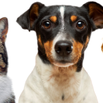 about-us-hero-pets_optimized