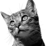 img_cat_optimized